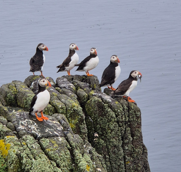 Six puffins on a rocky outcrop at the Isle of May in the Firth of Forth